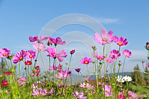 TheÃ¢â¬â¹ Cosmos Flower field with blue sky,Cosmos Flower field blooming spring flowers season